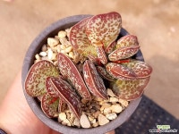 어소금 13-422 다육식물