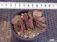 어소금 13-422 다육식물