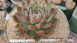 원종베션(인디안바손) ㅣ첫번째사진물든모습) 다육식물