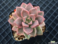 브론즈 금_r13 다육금