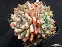 원종자라고사 0301 다육식물