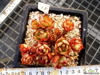 양진15 묵은둥이 다육식물