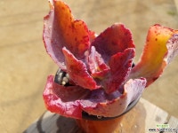 데라이트 1.55 0301 다육식물