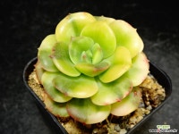 니크셔나금56 다육금