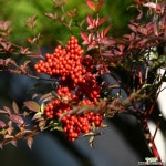 남천  (0.6~0.8) 조경수