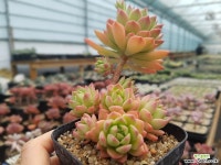 마커스 30203 다육식물