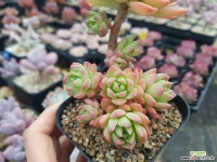 마커스 30203 다육식물