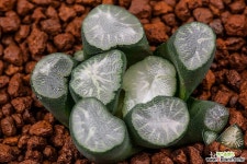 스노우다이아몬드(Snow Diamond)-01-09-No.1404 하월시아