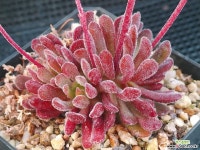 푸베센스 303-3 다육식물