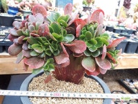 파피스로즈철화 다육식물