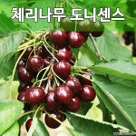 체리묘목 체리나무 도니센스 접목1년 묘목