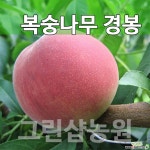 복숭아묘목 복숭아나무 경봉 접목1년 묘목