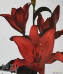 경희야생화