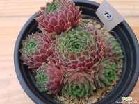 그린솔방울바위솔-72 바위솔