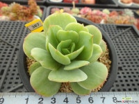 모모카금3-387 다육금