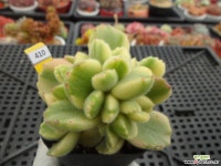 웅동자금3-410 다육금