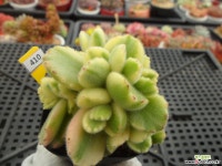 웅동자금3-410 다육금