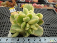 웅동자금3-410 다육금