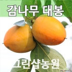감나무묘목 감나무대봉 결실주 R3~4 묘목