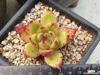 피멍 마리아 묵은둥이 다육식물