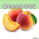 복숭아묘목 복숭아나무 목화실황도 접목 1년 10주 묘목