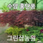 수양홍단풍묘목 수양홍단풍나무 접목 1년 묘목