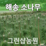 해송묘목 해송나무 1-1묘 묘목