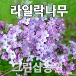 라일락묘목 라일라나무 개화주 R3~4 묘목