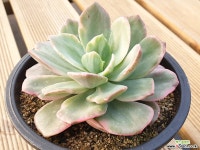 핑크하린금 다육금