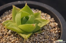 맘모스,2019/03/04 하월시아