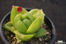 맘모스,2019/03/04 하월시아