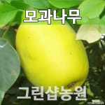 모과묘목 모과나무 접목 1년 묘목