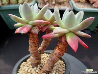 미니노마 3-193 두들레야