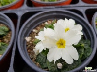 경희야생화