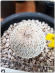 epithelantha mioromeris 월세계 실생 선인장