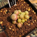 C. saxetanum H4706 싹스타눔 코노피튬
