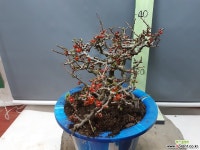 장수매 ( 5835 ) 야생화