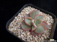 수연금451 다육식물