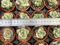 루디아 003 다육식물