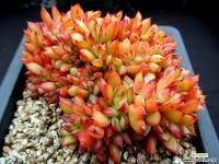 론에반스 철화 3-271 다육철화