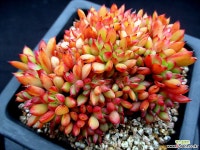 론에반스 철화 3-271 다육철화