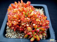 론에반스 철화 3-271 다육철화