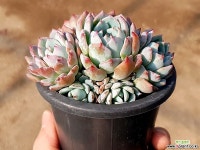 백린 19-273 다육식물