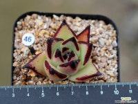 야생마리아 슈퍼클론(미국수입) 다육식물