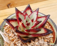 원종에보니 슈퍼클론 다육식물