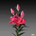 백합 타랑고1구(18/20) 구근류