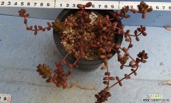 258 스탈리 다육식물