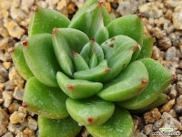 헬리오스금(백금) 46 다육금