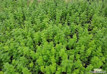 애란 / 소엽맥문동 / 허브 /야생화 /  주말농장 /  정원용 / 조경용 / 정원 야생화