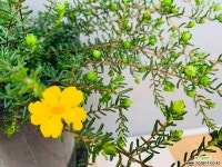 유매  (동일품배송) 야생화